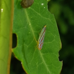 Graphocephala idonea