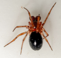 Sardinidion blackwalli