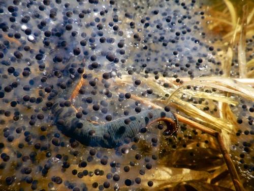 Macrobdella decora