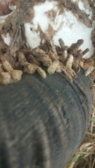 Ceratophaga vastella