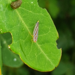 Graphocephala idonea