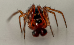 Sardinidion blackwalli