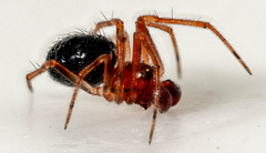 Sardinidion blackwalli