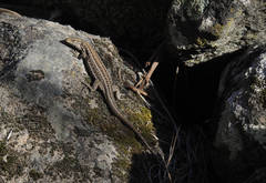 Gallotia galloti galloti