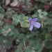 Downy Bushviolet - Photo (c) Joachim Louis, some rights reserved (CC BY-NC-ND), uploaded by Joachim Louis