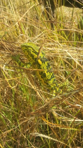Flap-necked Chameleon