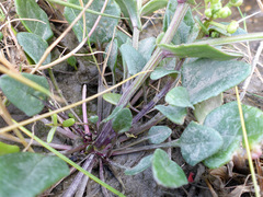 Cochlearia anglica