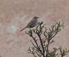 Pseudoseisura gutturalis