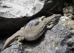 Gallotia galloti galloti