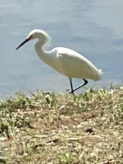 Egretta thula
