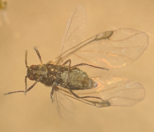 Rice Root Aphid photo 4
