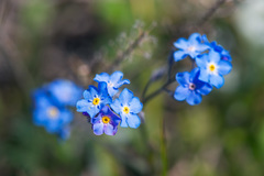 Myosotis alpestris