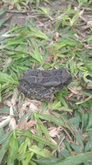 Sclerophrys garmani