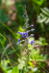 Veronica gentianoides