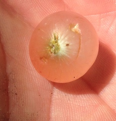 Amphibolips nubilipennis