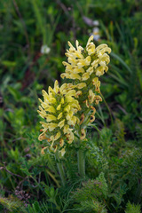 Pedicularis sibthorpii
