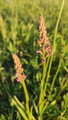 Gymnadenia