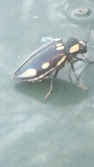 Sternocera orissa orissa