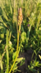 Gymnadenia