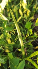 Gymnadenia