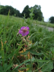 Geranium pratense