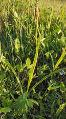 Gymnadenia