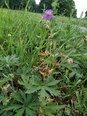 Geranium pratense