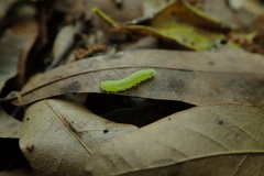 Periclista