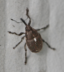 Glocianus