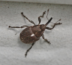 Glocianus
