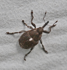Glocianus