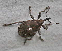 Glocianus