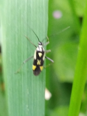 Grypocoris stysi