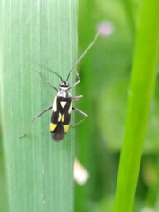 Grypocoris stysi