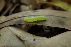 Periclista