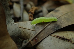 Periclista