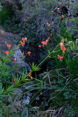 Lilium pardalinum pardalinum