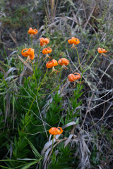 Lilium pardalinum pardalinum