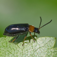 Luperus luperus