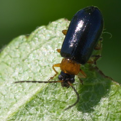 Luperus luperus