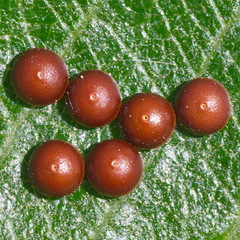Cerura vinula