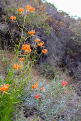 Lilium pardalinum pardalinum