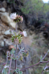 Cirsium fontinale obispoense