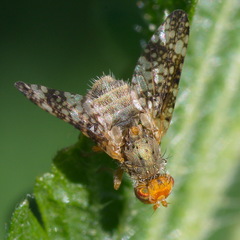 Oxyna parietina