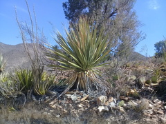 Dasylirion cedrosanum