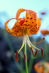 Lilium pardalinum pardalinum