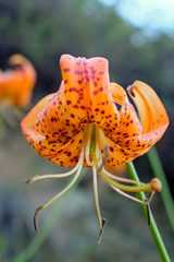 Lilium pardalinum pardalinum