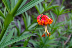 Lilium pardalinum pardalinum