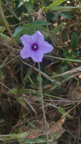 Ipomoea hochstetteri image