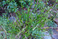 Lilium pardalinum pardalinum